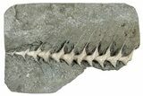 Archimedes Screw Bryozoan Fossil - Illinois #240556-1